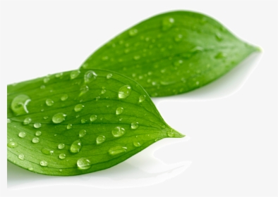 Leaf With Drop Png, Transparent Png, Transparent PNG