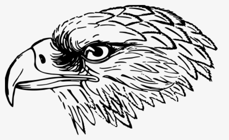 Bird, Eagle, Head, Snake Eagle - Falcon Clipart Black And White, HD Png Download, Transparent PNG