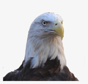 Allegiant Our Female Bald Eagle - Buzzard, HD Png Download, Transparent PNG