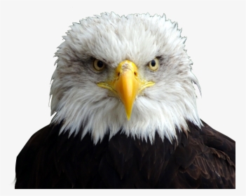 Clip Art Bald Eagle Head - Bald Eagle Head Png, Transparent Png, Transparent PNG