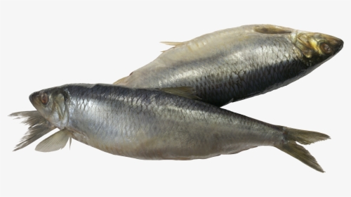Fish Png - Sardine Fish Png, Transparent Png, Transparent PNG