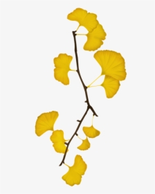 Ginkgo, Bank Leaves, Bank, The Leaves - Yellow Ginkgo Ginkgo Leaves Png, Transparent Png, Transparent PNG