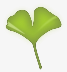 Plant Stem,leaf,grass - Ginkgo Biloba Leaf Png, Transparent Png, Transparent PNG