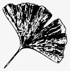Black And White Gingko Leaf, HD Png Download, Transparent PNG