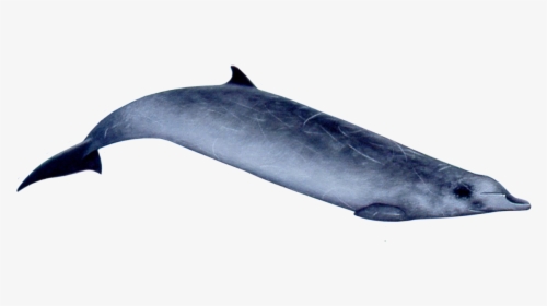 Ginkgo-toothed Beaked Whale - Gervais Beaked Whales, HD Png Download, Transparent PNG