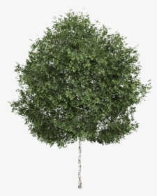 Transparent Aspen Tree Clipart - Silver Birch Tree Png, Png Download, Transparent PNG