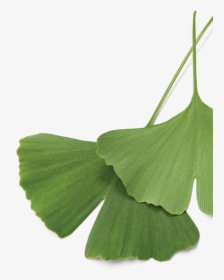 Maidenhair Tree, HD Png Download, Transparent PNG