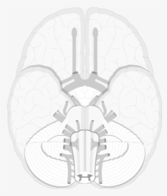 An Image Showing A Lower View Of The Brain And The - Trochlear Nerve Png, Transparent Png, Transparent PNG