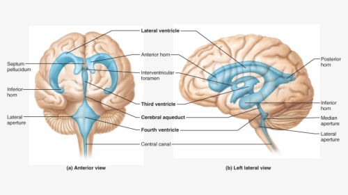 Ventricles Of The Brain Diagram, HD Png Download, Transparent PNG