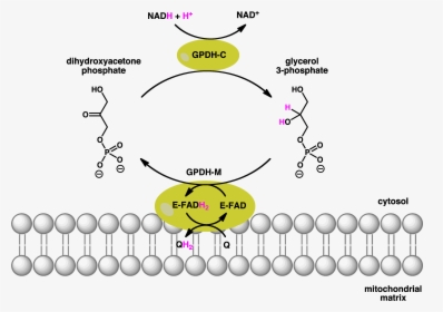 Gpdh Shuttle - Glycerol 3 Phosphate Dehydrogenase Reaction, HD Png Download, Transparent PNG
