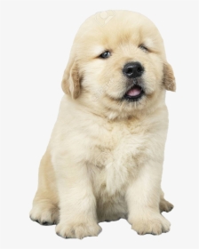 Golden Retriever Puppy Png - Golden Retriever With Santa Hat, Transparent Png, Transparent PNG