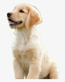Golden Retriever Puppy Png Download Image - Golden Retriever, Transparent Png, Transparent PNG