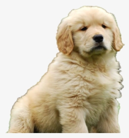 Golden Retriever Puppy Png Free Download - Golden Retriever Puppy, Transparent Png, Transparent PNG