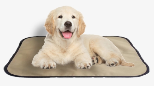 Transparent Pet Bed Clipart - Transparent Background Golden Retriever Puppies Png, Png Download, Transparent PNG