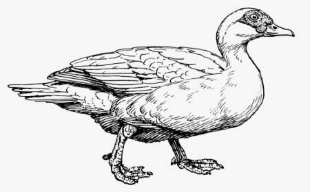 Muscovy Duck Free Vector / 4vector - Muscovy Duck Clipart, HD Png Download, Transparent PNG