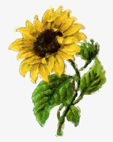 Graphic Sunflower, HD Png Download, Transparent PNG
