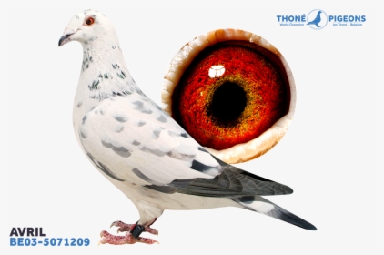 Jos Thone Pigeons Avril, HD Png Download, Transparent PNG