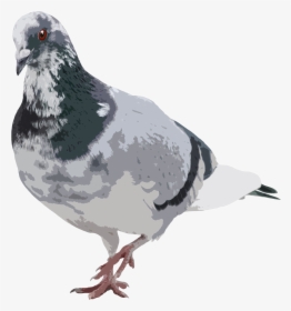 Rock Dove, HD Png Download, Transparent PNG