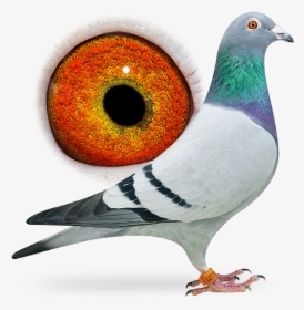 Veenstra Pigeons, HD Png Download, Transparent PNG