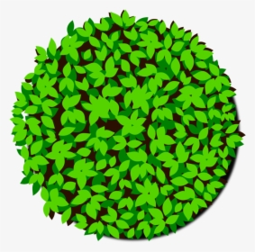 Leaf,plant,grass - Tree, HD Png Download, Transparent PNG