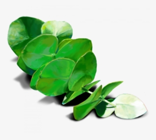 Eucalyptus Leaves Transparent, HD Png Download, Transparent PNG