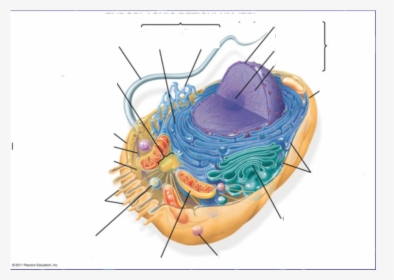 Campbell Biology Animal Cell, HD Png Download, Transparent PNG