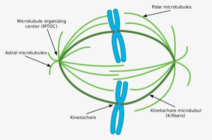 Microtubulos Do Fuso, HD Png Download, Transparent PNG