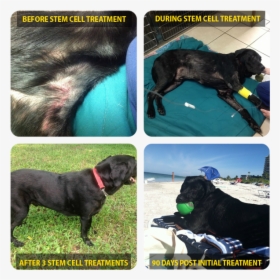 Dog Cell Therapy Treatment - Companion Dog, HD Png Download, Transparent PNG