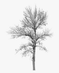 Tree With No Leaves Tree With No Background Bare Tree - Winter Tree Cut Out, HD Png Download, Transparent PNG