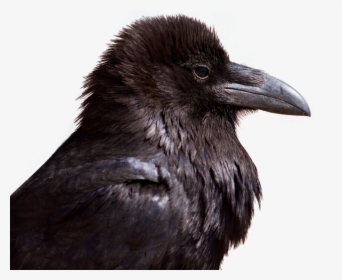 Crow Png Image, Transparent Png, Transparent PNG