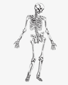 Human Skeleton Skull - Skeleton Vector, HD Png Download, Transparent PNG
