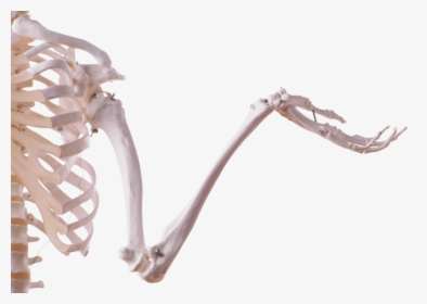 Background Skeleton Transparent - Skeletal Arm Png, Png Download, Transparent PNG