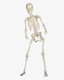 Realistic Skeleton Hips And Legs Png - Real Skeleton Transparent Png, Png Download, Transparent PNG