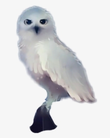 #hedwig - Snowy Owl, HD Png Download, Transparent PNG