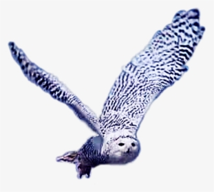 #hedwigowl #eulen #schneeeulen #meinetiere - Red Shouldered Hawk, HD Png Download, Transparent PNG