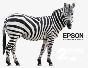 Epson Ecotank Mono Banner - Zebra Cartoon Animal Png, Transparent Png, Transparent PNG