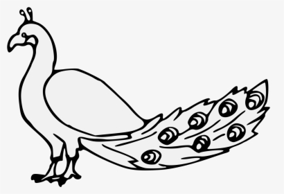 Peacock - Peacock Line Drawing, HD Png Download, Transparent PNG