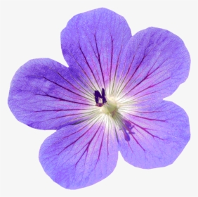 Flower Isolated Final Result With Transparent Background - Các Loài Hoa, HD Png Download, Transparent PNG