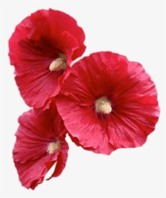 Red Hollyhock Flowers - Hollyhock Flower Png, Transparent Png, Transparent PNG