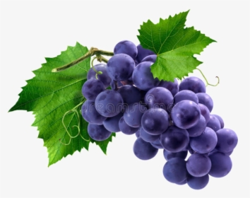 Bunch Of Purple Grapes, HD Png Download, Transparent PNG