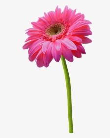 Pink Daisy Flower Png, Transparent Png, Transparent PNG