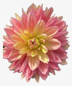 #dahlia #flower #beautiful - Dahlia, HD Png Download, Transparent PNG