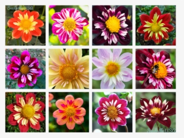 Dahlia Flower, HD Png Download, Transparent PNG