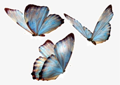 #butterfly #butterflies #nature #png #overlay #overlays - Transparent Background Butterfly Png, Png Download, Transparent PNG