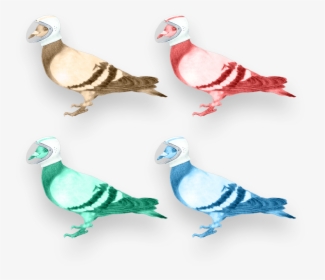 Your Digital Partners In Crime - Pigeons And Doves, HD Png Download, Transparent PNG