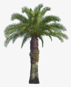7 Png, Y/28225406 - Oil Palm Tree Png, Transparent Png, Transparent PNG