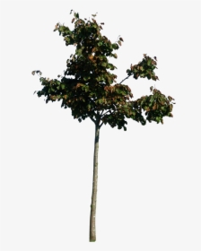 Thumb Image - Little Tree Png, Transparent Png, Transparent PNG