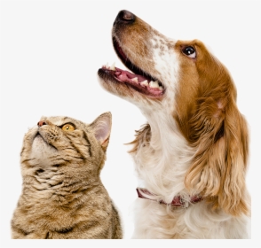 Dogs - Cat And Dog Hd Png, Transparent Png, Transparent PNG