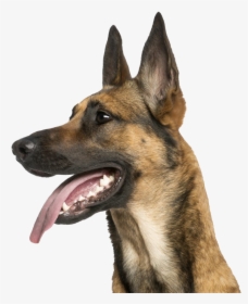 German Shepherd Dog Png Images - German Shepherd Teacup Dog, Transparent Png, Transparent PNG