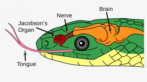 Diagram Of The Vomeronasal Organ In A Snake - Snake Jacobson's Organ, HD Png Download, Transparent PNG